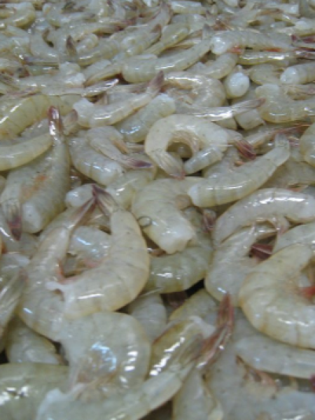 cola-camaron-blanco